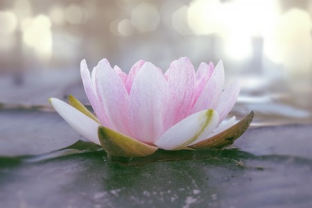 Eine Lotusblume
